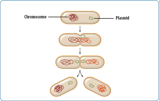 Chapter 10: The Cell Cycle